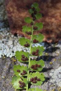 Asplenium viride image