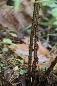 Dryopteris expansa image