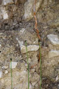 Equisetum ramosissimum subsp. ramosissimum image