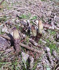 Equisetum telmateia image