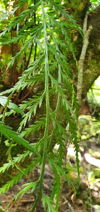 Asplenium flaccidum image