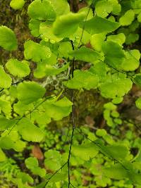 Adiantum jordanii image