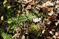 Polypodium vulgare image