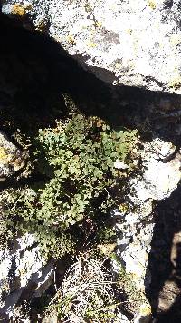 Asplenium ruta-muraria image