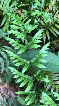 Pteris semipinnata image