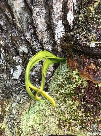 Ophioderma falcatum image