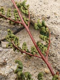 Cheilanthes sieberi image