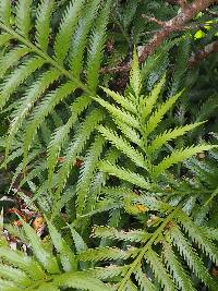 Asplenium scleroprium image