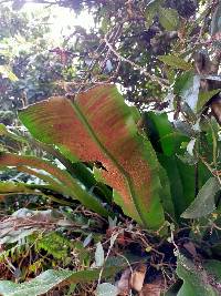 Asplenium antiquum image