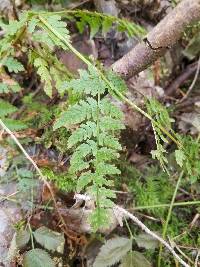 Dryopteris expansa image