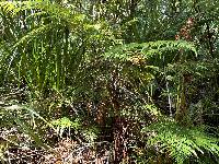Dicksonia lanata subsp. hispida image