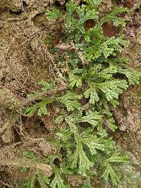 Selaginella doederleinii image