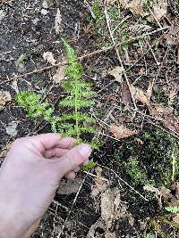 Athyrium asplenioides var. cyclosorum image