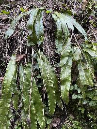 Asplenium scolopendrium image