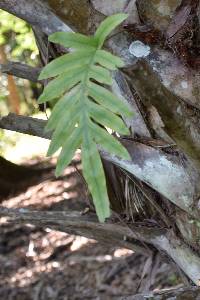 Phlebodium aureum image