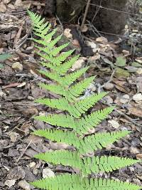 Dryopteris arguta image