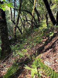 Polystichum californicum image