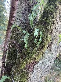 Polypodium glycyrrhiza image