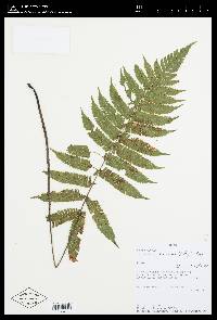 Steiropteris leprieurii image