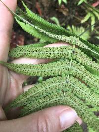 Christella parasitica image