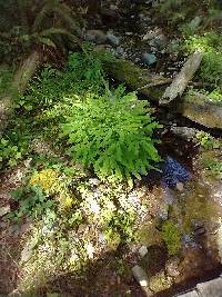 Adiantum aleuticum image