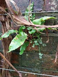 Asplenium scolopendrium image