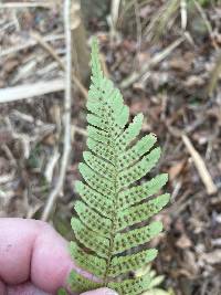 Dryopteris erythrosora image