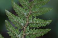 Polystichum setiferum image