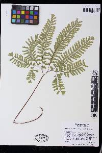 Adiantum aleuticum image