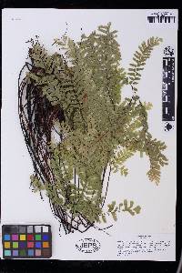 Adiantum aleuticum image