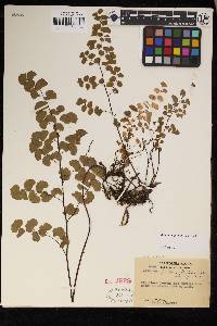 Adiantum jordanii image