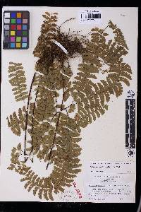 Adiantum aleuticum image