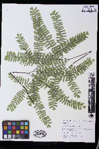 Adiantum aleuticum image