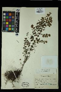 Adiantum subvolubile image