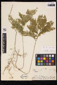 Selaginella distans image