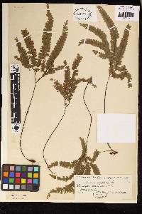 Adiantum hispidulum image