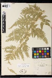 Selaginella willdenowii image