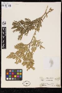 Selaginella willdenowii image