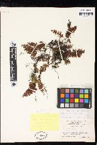 Hymenophyllum fuscum image