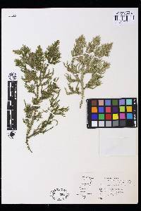 Selaginella doederleinii image