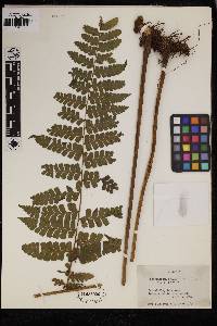 Dennstaedtia obtusifolia image