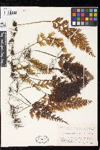 Hymenophyllum badium image