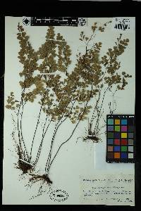 Adiantum monochlamys image