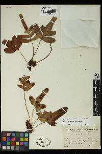 Polypodium scouleri image