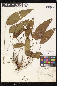 Cheiropleuria integrifolia image