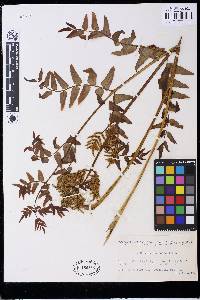 Osmunda japonica image