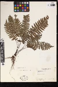 Adiantum obliquum image