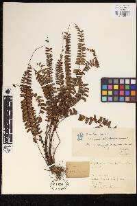 Adiantum ciliatum image