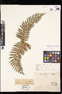 Cyathea fulva image