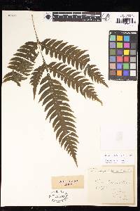 Pteris decurrens image